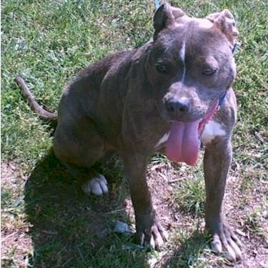 Neals Pit Farms Blueberry ScarFace Pit Bull.jpg